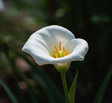 the beauty of flowers in the sun - Generative Ai 
