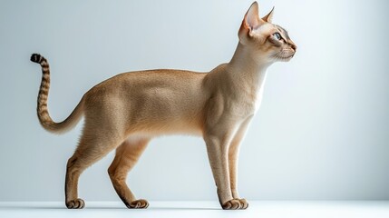Elegant Siamese Cat Posing Gracefully Against a Light Background. Generative AI