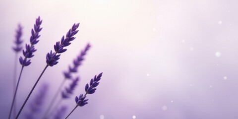Naklejka premium Serene Lavender Blooms in Soft Light, a Peaceful and Tranquil Floral Scene for Relaxation and Wellness