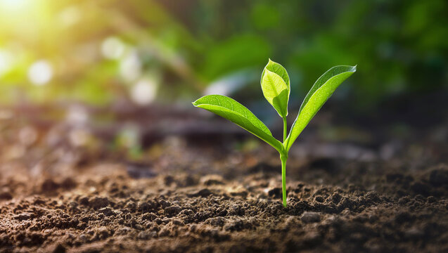 small green plant is growing in the dirt