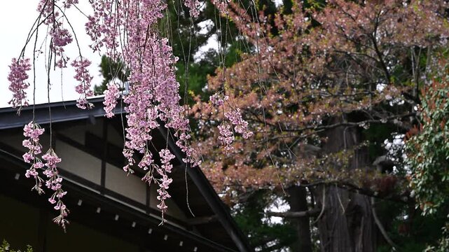 Cherry blossom or Sakura full bloom in the Hirosaki Castle traditional Japanese castle Park at Hirosaki Castle Park, Aomori, Japan