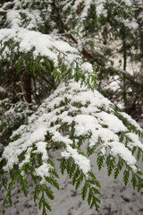 snow on Western red cedar (Thuja plicata)