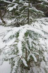 Snow on Douglas fir (pseudotsuga menziesii)