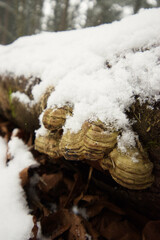 Snow on Hoof Fungus (Fomes fomentarius)