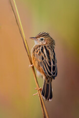 Image of a Zitting Cisticola or Streaked Fantail Warbler