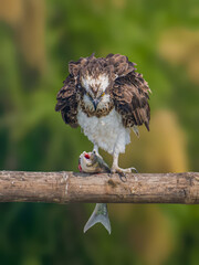 Image of an Osprey with Silver carp catch
