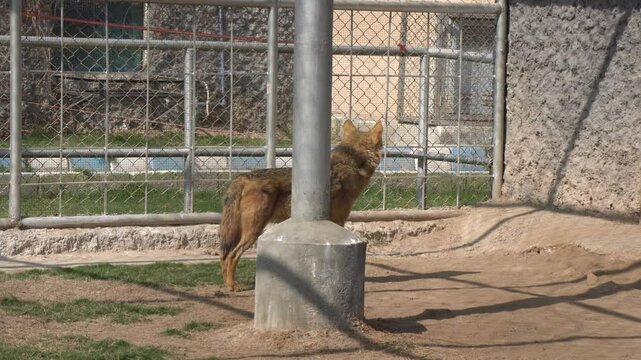 Wolves in Captivity Resting Near Water in a Zoo Enclosure