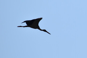 blue heron in flight