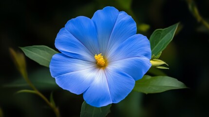 Blue wildflower in a natural setting, close-up view. Beauty of nature and botanical concept