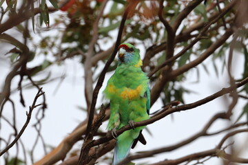 mallee ringneck
