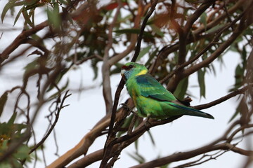 mallee ringneck