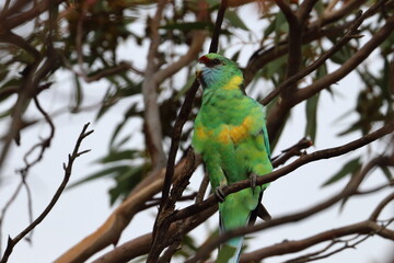 mallee ringneck