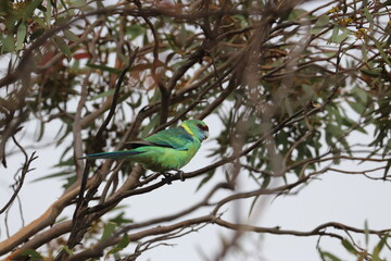 mallee ringneck