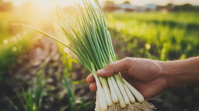A hand holding a bunch of fresh spring onions with dew drops glistening on the stalks, against the backdrop of a lush vegetable field.
