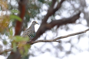 bronzewing