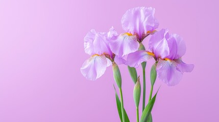 Light Purple Irises Against Pastel Background
