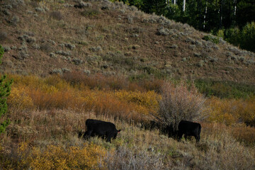 cows amongst the brush
