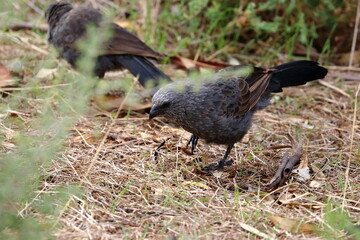 apostlebird