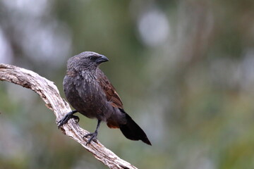 apostlebird