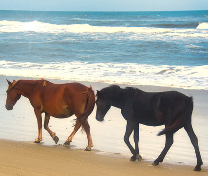 horses on the beach