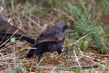 apostlebird