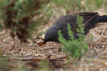 apostlebird
