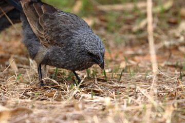 apostlebird
