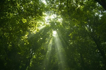 Fototapeta premium Sunlight through trees in forest upward shot for nature, hope, serenity