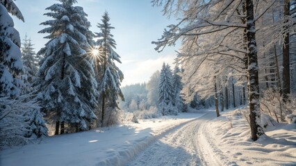 Obraz premium Sunlit Winter Path Snow-Covered Forest Landscape,Long Exposure, Winter Wonderland, Winter, Snow Winter Photography, Landscape Photography