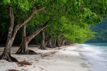 Lush green trees arching over a pristine white sand beach meeting turquoise ocean waves.