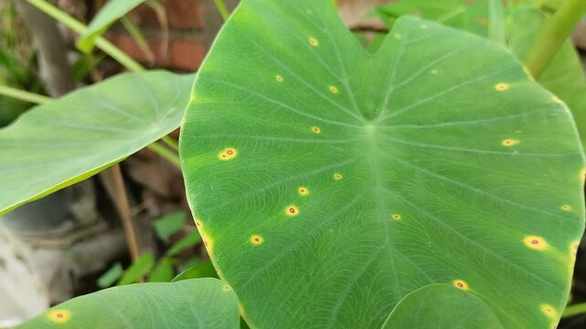 taro leaf blight disease. This disease is caused by a water fungus infection known as Phytophthora colocasiae.