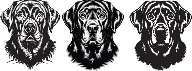 vector illustration of a labrador retriever's face