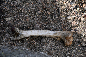 bone picked clean on the ground