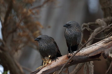 apostlebird