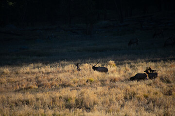 Elk in the Meadow Colorado