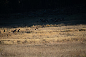 Elk in the Meadow Colorado