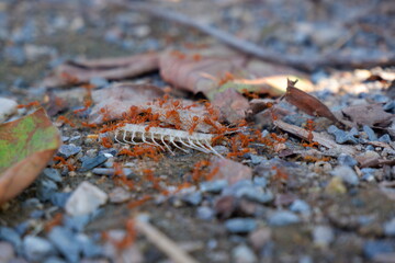 Red ants eating fish bones