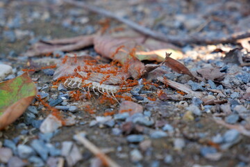 Red ants eating fish bones