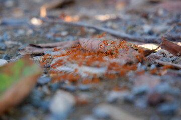 Red ants eating fish bones