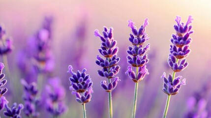 Obraz premium Close-up of Vibrant Purple Lavender Flowers Captured in Soft Natural Light