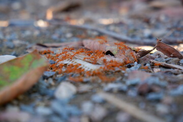 Red ants eating fish bones