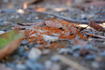 Red ants eating fish bones