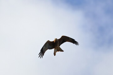 black kite