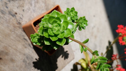 flower on a wooden wall