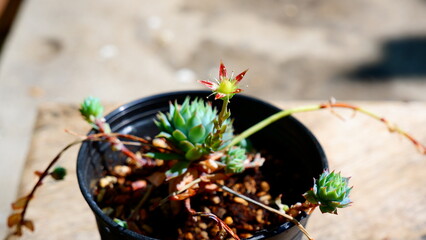 cactus in a pot