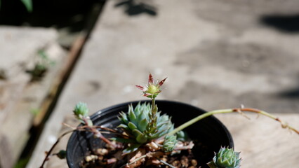 plant in a stone