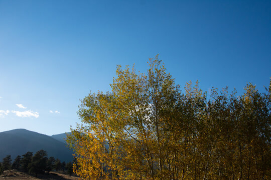 Leaves in early autumn  - Powered by Adobe