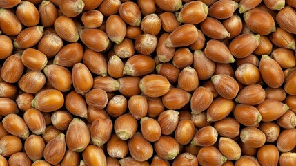 Close-Up View of Raw Hazelnuts in Their Natural Shell, Perfect for Food Photography and Culinary Use