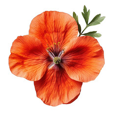 Single orange flower with green leaves isolated