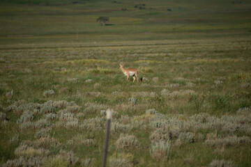 Pronghorn amongst the sagebrush 